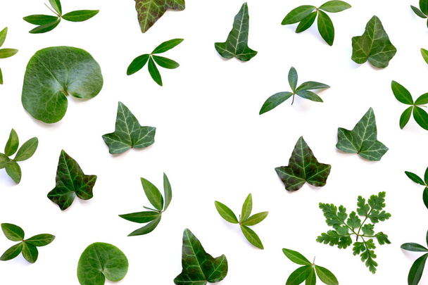 Rahmen mit grünen Blättern auf weißem Hintergrund - Foto, Bild