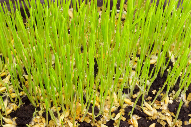 Genç lahanası tohumları closeup takımıdır sırasında arpa - Fotoğraf, Görsel