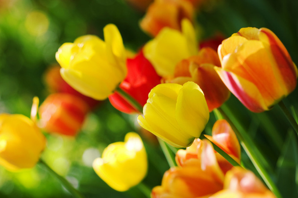 Tulpen im Stadtgarten - Foto, Bild