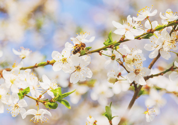 Abeja en flor de cerezo blanco flores rama primavera abstracta naturaleza escena florecimiento árbol frutal
 - Foto, Imagen