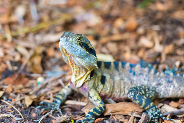 Colorful Australian Eastern Water Dragon with focus on eyes - Photo, Image