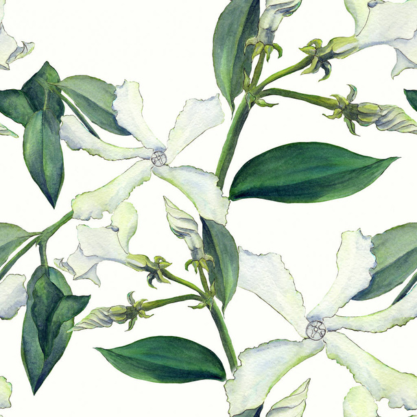 Jasmin - Blüten, Knospen, Blätter. nahtloser Hintergrund. Collage von Blumen auf einem Aquarell-Hintergrund - Foto, Bild