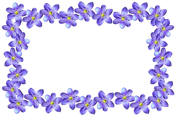 Весняні квіти проліски ізольовані на білому тлі
.  - Фото, зображення