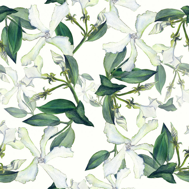 Jasmin - Blumen, Knospen, Blätter. Nahtloser Hintergrund. Collage von Blumen auf Aquarell-Hintergrund - Foto, Bild