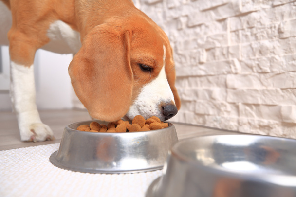 Beagle hond eet - Foto, afbeelding
