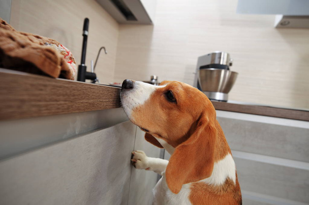 Λαγωνικό σκύλο στην κουζίνα - Φωτογραφία, εικόνα