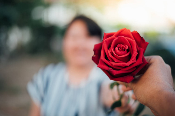 Червоні троянди природи красиві квіти від саду та людські руки, що тримає червоні троянди для Валентина дають копію простору в день Святого Валентина, весілля або романтичне кохання Валентина концепції - Фото, зображення