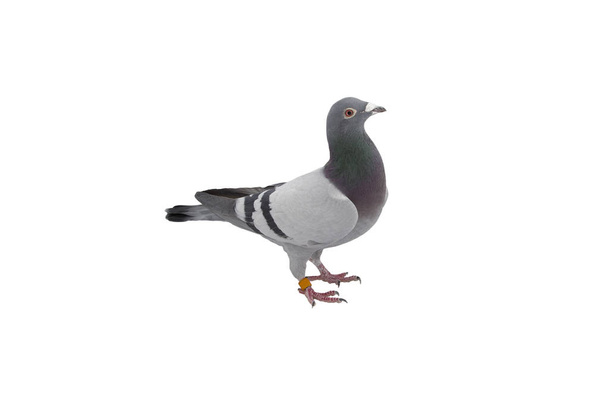 close up of speed racing pigeon bird isolate white background - Photo, Image
