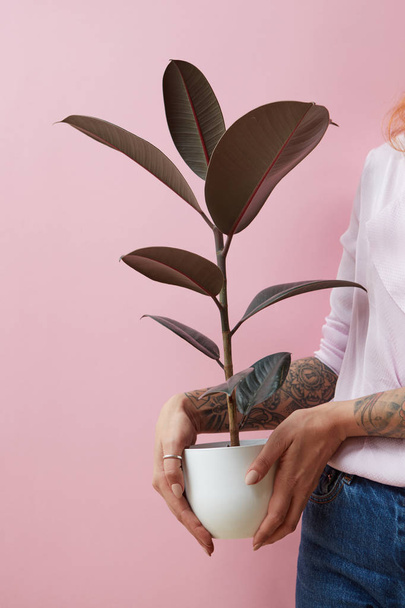 cropped photo of young woman holding ficus pot plant, Mothers Day, floral shop concept - Фото, изображение