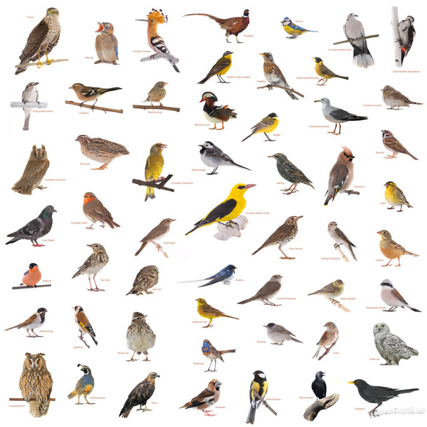 collage of wild birds - Фото, изображение