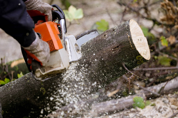 Cutting tree with a chainsaw - Photo, Image