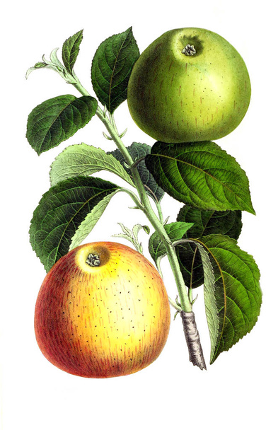 Illustration von Palnt. Annales de la Societe royale d 'agriculture et de botanique de Gand - Foto, Bild