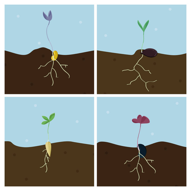 Чотири вирощування насіння Векторні ілюстрації
 - Вектор, зображення