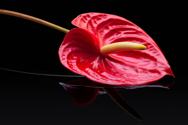 Red anthurium . - Photo, Image