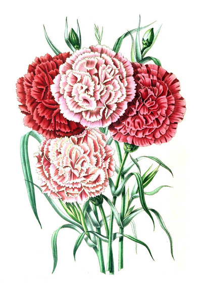 Illustration of palnt. Annales de la Societe royale d'agriculture et de botanique de Gand - Valokuva, kuva