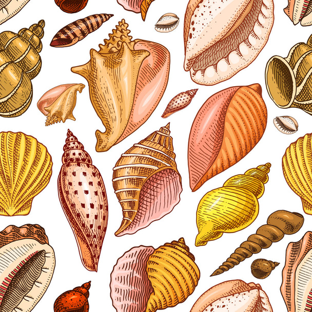seamless pattern shells or mollusca different forms. sea creature. engraved hand drawn in old sketch, vintage style. nautical or marine, monster or food. animals in the ocean. - Vektor, kép