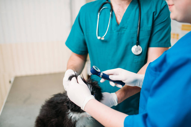 professional veterinarians examining dog's ears in veterinary clinic - Foto, Imagen