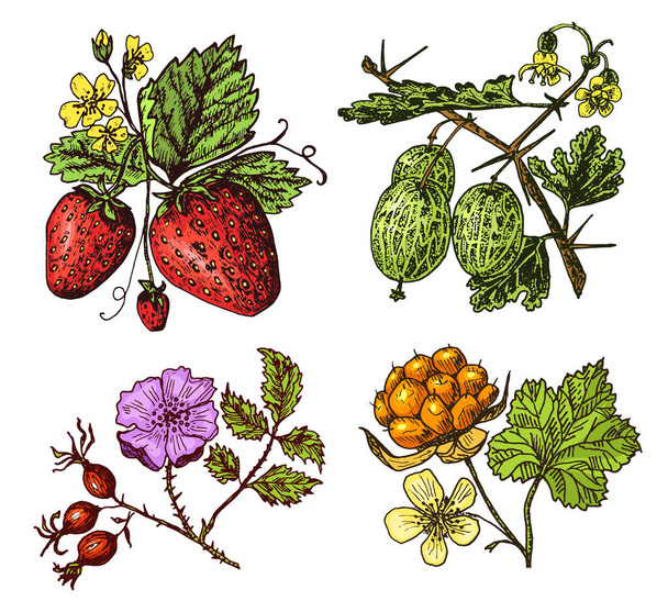 Set berries. raspberry, blueberry, sea buckthorn, red currants, strawberry, gooseberry, watermelon, cloudberry, dog rose, blueberry, raspberry. engraved hand drawn in old sketch, vintage style. - Vektor, kép