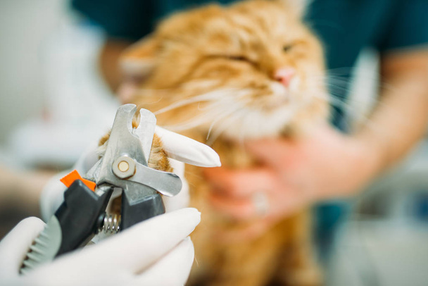 professional veterinarians cutting  claws of cat closeup, veterinary clinic - Foto, immagini