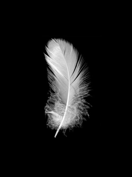 Белое птичье перо на изолированном черном фоне
 - Фото, изображение