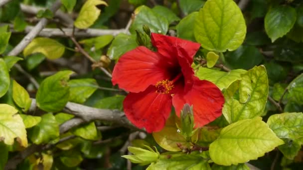 Hibiscus syriacus aile Ebegümecigiller, Hindistan ve Asya'nın doğal bitki türüdür. Rose of Sharon, Suriye ketmia, gül mallow, St Joseph's çubuk ve Rosa de Sharon adlarını içerir - Video, Çekim