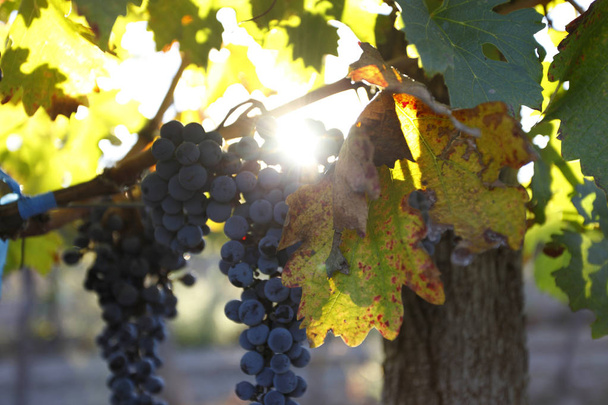 Gyönyörű friss szőlőfürtök érett - Fotó, kép