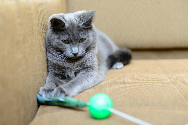 gray cat playing with cat toys - 写真・画像
