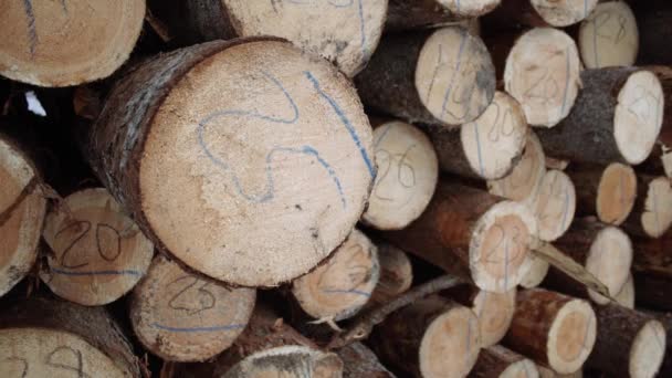 Holzscheite mit Zahlenmarkierungen am Sägewerk - Filmmaterial, Video
