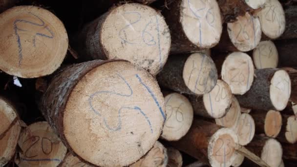 製材所に数値マーカーが付いた木の木材の杭 - 映像、動画