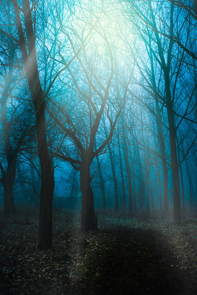 霧の中で神秘的な朝 - 写真・画像