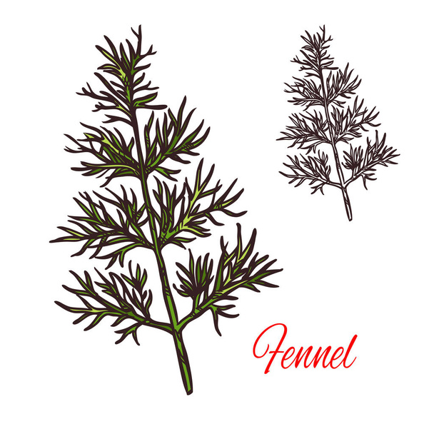 Fennel seasoning plant vector sketch plant icon - Διάνυσμα, εικόνα