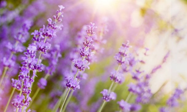 Bushes of lavender flowers. - Photo, Image