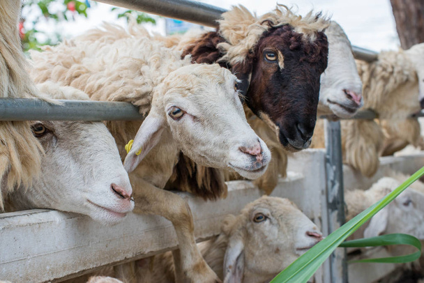 Πρόβατα τρώνε το χορτάρι - Φωτογραφία, εικόνα