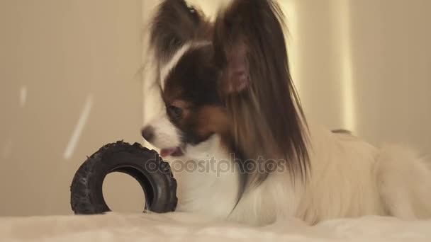 Young dog breeds Papillon Continental Toy Spaniel gnaws rubber tire - a fun tire changer stock footage video - Video