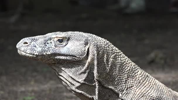 El dragón de la isla de Komodo. Países Bajos
 - Imágenes, Vídeo