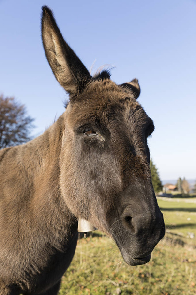Retrato de um burro cinza olhando para a câmera, Suíça
 - Foto, Imagem