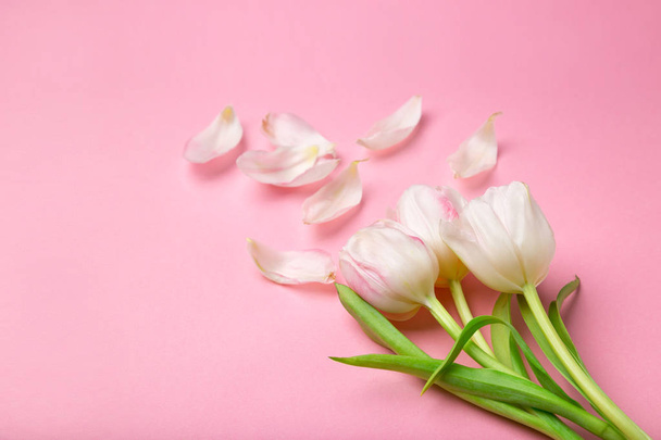 Beautiful pink and white tulips on pink background . Spring flow. A gift for St. Valentine's Day - 写真・画像