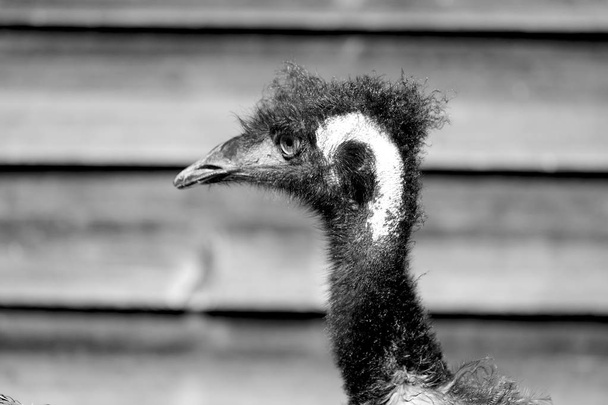 in the park of australia the free emu bird and the background - Φωτογραφία, εικόνα