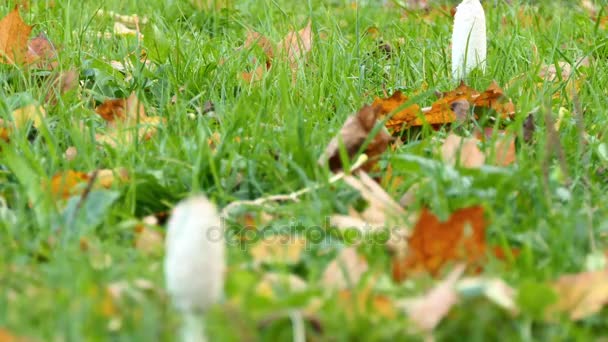 Hnojník, Hnojník obecný, paruka advokáta nebo Coprinus, je obyčejné houby často vidět rostoucí na trávníky, podél štěrkových cest a odpadní oblastí. Mladé plody těla, nejprve se objeví jako bílý válce. - Záběry, video