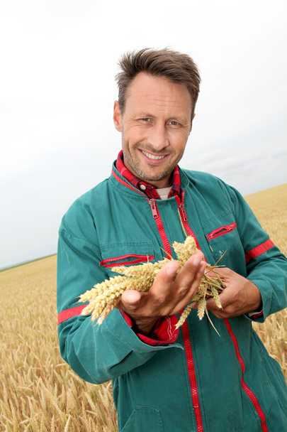 Farmer holding wheat ears in cereal field - Fotoğraf, Görsel