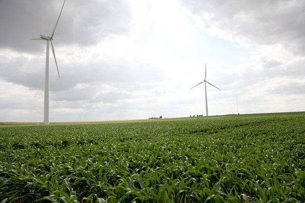 View of wind turbines in corn field - Photo, Image