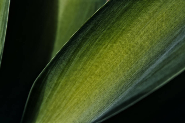 texture and close up of a leaf like abstract background - Fotografie, Obrázek