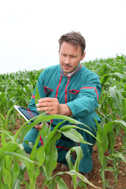 Farmer with electronic tablet analysing corn field - Foto, afbeelding