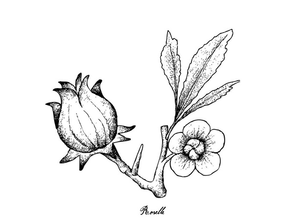 Hand Drawn of Hibiscus Sabdariffa or Roselle - Vector, Image