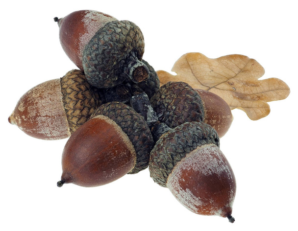 Dried acorns with oak leaf isolated on white - Photo, Image