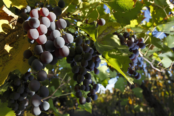 Plantaciones de uvas en Mendoza, Argentina
 - Foto, imagen