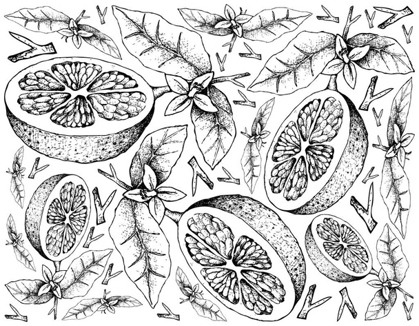 グレープ フルーツ果実の白い背景に描かれた手 - ベクター画像