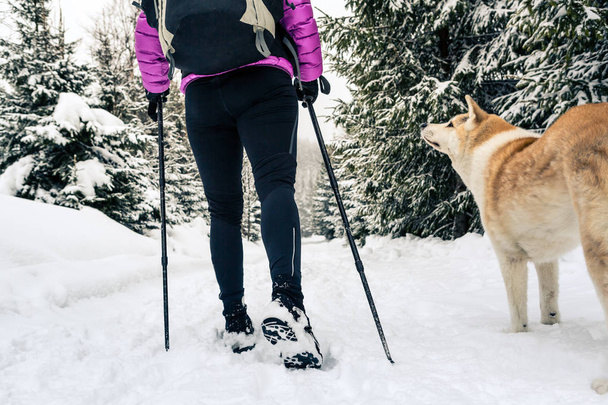 Kadın backpacker akita köpek ile beyaz kış ormanda hiking. Bacakları ve trekking botları. Rekreasyon fitness ve sağlıklı yaşam tarzı açık havada doğa. Motivasyon ve ilham verici kış manzarası. - Fotoğraf, Görsel