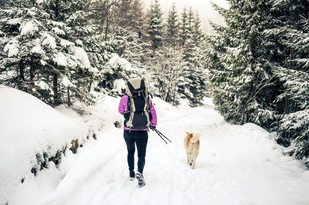 Mujer con mochila senderismo en bosques blancos de invierno con perro akita. Piernas y botas de trekking. Recreación fitness y estilo de vida saludable al aire libre en la naturaleza. Motivación y paisaje invernal inspirador
. - Foto, imagen
