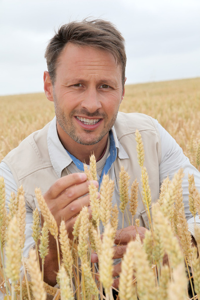 Portrait of agronomist analysing wheat ears - Zdjęcie, obraz